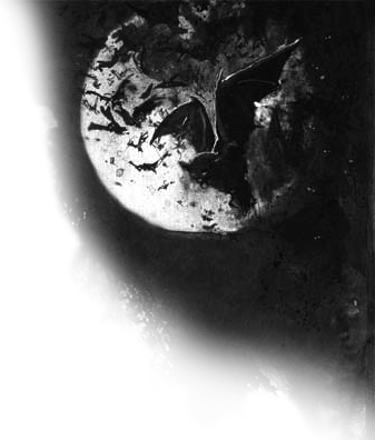 Fichier:Bats.png