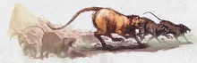 Fichier:FDTLes RatsDeNuln.jpg