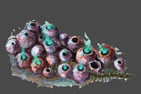 Fichier:Logo Gloomspite 7.jpg